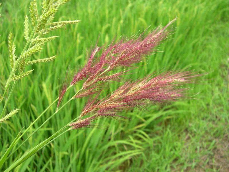 糧食安全檢測(cè)儀器，糧食重金屬檢測(cè)儀