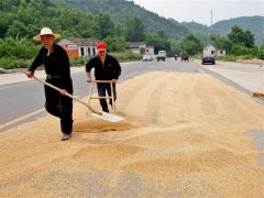 小麥?zhǔn)裁磿r(shí)間儲(chǔ)存*合適？糧食水分測(cè)量?jī)x來解答