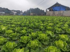 便攜式植物營(yíng)養(yǎng)測(cè)定儀，對(duì)農(nóng)業(yè)種植有什么幫助？
